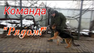 Обучение движению по команде "Рядом!"