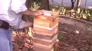 Como manejar abejas sin aguijon