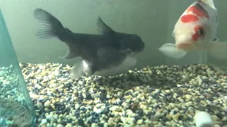 Gulper Catfish ate my Koi! (AFTERMATH)