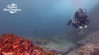 Dive Sydney scuba diving Bluefish Point Wall best dive site