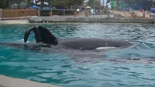 Ulises following Kalia very closely - March 14, 2020 - SeaWorld San Diego