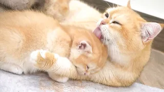 Mom cat's greatest happiness is to cuddle and love her kittens and see healthy kittens.