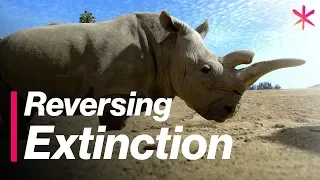 Reversing Extinction for the Northern White Rhino | Freethink