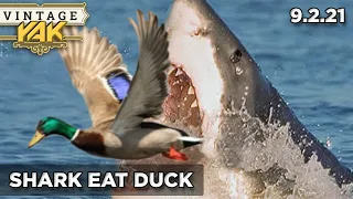 The Birth of Shark Eat Duck | Vintage Yak Clips 9-2-21