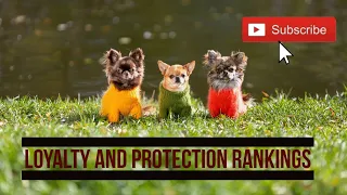 Top Small Dog Breeds :  The Most Loyal and Protective Breeds?