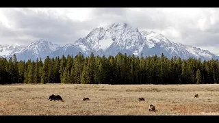 Wildlife Photography-Grizzly 399 4 Cubs-First 2 Week Highlights-Jackson/Grand Teton Park/Yellowstone