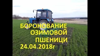 мТз-82 Боронование озимовой пшеницы и многолетних трав