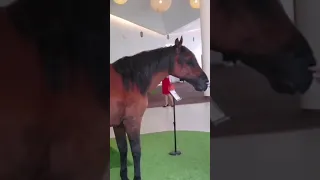 Robotic Horse 🐎🐴🙄