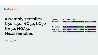 Different Assembly statistics (N50, L50, NG50, LG50, NA50, NGA50 and Misassemblies)