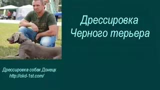 Дрессировка Черного терьера