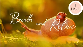 Nature's Rhythm: Soothing Insect Orchestra  and relaxing music for Deep Relaxation