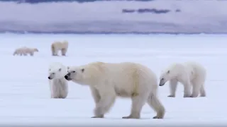 Film Crew Surrounded by 13 Wild Polar Bears | BBC Earth
