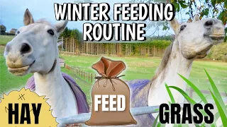 WINTER FEEDING ROUTINE FOR 10 HORSES