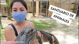 Animales salvajes en un santuario de Florida