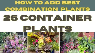 25 Perfect Companion Plants For Containers | Best Container Plant Combinations | Container Planting