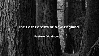 The Lost Forests of New England:  Eastern Old Growth