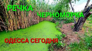 Река Черноморка. Одесса сегодня. Спасательная станция Люстдорф. Ольгино. Совиньон. Пляжи. #зоотроп