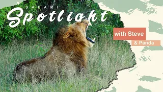 Kambulas vs the Djuma Clan - Safari Spotlight #6