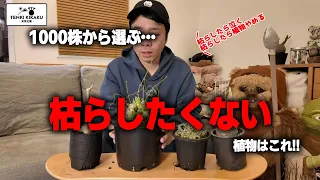 【多肉植物/塊根植物】#249 - 100品種1000株と暮らす男の枯らしたくない植物はこれ！【植物紹介】