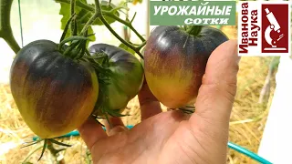 ПОЛИВ томата в середине и конце плодоношения: как не подхватить болезни и улучшить вкус томатов.