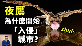 夜鷹這種怪鳥到底有多另類？牠跟燕子到底什麼關係？台灣夜鷹擾民問題背後的瘋狂真相……【老肉雜談】