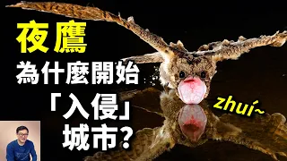 夜鷹這種鳥到底有多另類？擾民問題究竟該如何解決？為什麼說它是「上夜班」的燕子？看完這期你會有答案……【老肉雜談】