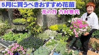 【5月に買うべき宿根草と一年草】寄せ植え・ハンギングの材料に組み合わせるおすすめ花苗【吉村雅代】