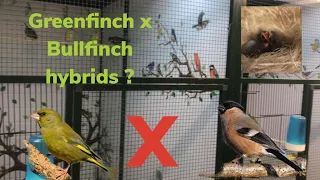 Did the Greenfinch x Bullfinch hybrid pair work ?