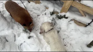 Alice the fox. The fox shares nuts with friends.