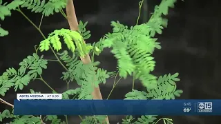 The Biosphere 2 in Tucson is experimenting how rainforests adapt to a drought