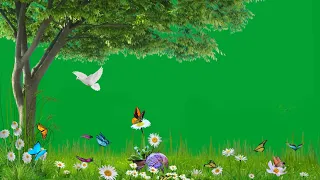 green screen garden video background | flower green screen no copyright | butterfly green screen