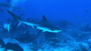 Shark gets bucket stuck on his head, Honduras June 2023