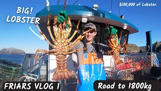 Catching 1800kg of lobster before the price drops - friars fishing vlog day 1