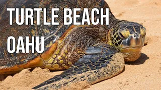 Turtle Beach - Laniakea Beach, Oahu, Hawaii