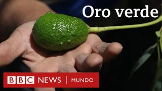 ¿Agua o aguacates? El conflicto por la palta, el “oro verde” de Chile