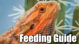 COMPLETE Bearded Dragon Feeding Guide