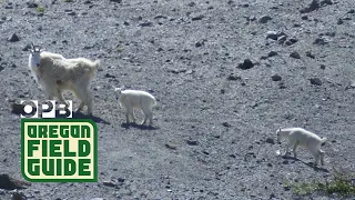 Mountain Goats Return To Mount St. Helens