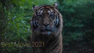 Best movie 2021-female tiger-tiger warrior-best action movie