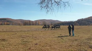 лошади бурятской породы .9км