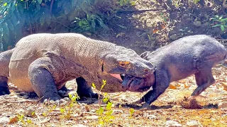 New Attack Komodo Catch Wild Boar Alive