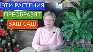 ЭТИ ЛИАНЫ ЗАДЕКОРИРУЮТ ЛЮБУЮ ЗОНУ ВАШЕГО САДА, ДАЖЕ ЗАБОР!