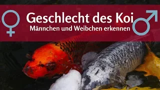 Geschlecht erkennen beim Koi: Wie unterscheide ich Männchen und Weibchen im Koiteich?