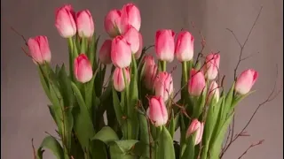 Сажаю тюльпаны в феврале