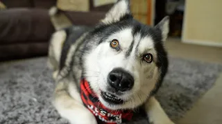 Crazy Husky Is OBSESSED With This Thing!