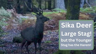 Sika Deer - Large Mature Stag! Plus, Stag with his harem of Hinds