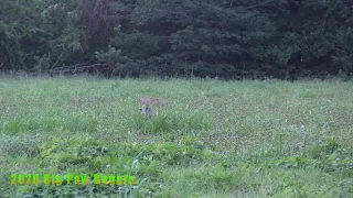 Exploding Coyote