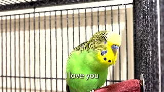 My Name is Boba, Baby Bird - Boba the Budgie - Parakeet Talks for Over 3 Whole Minutes!