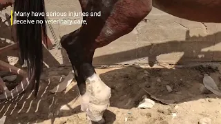 The Pyramids of Egypt Are Hell on Earth for Horses