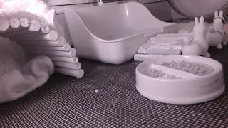 ハリネズミ配信_hedgehog_livecam