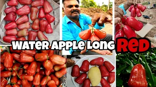 Water Apple Long Red || Commercial Fruit || Saptagiri Nursery